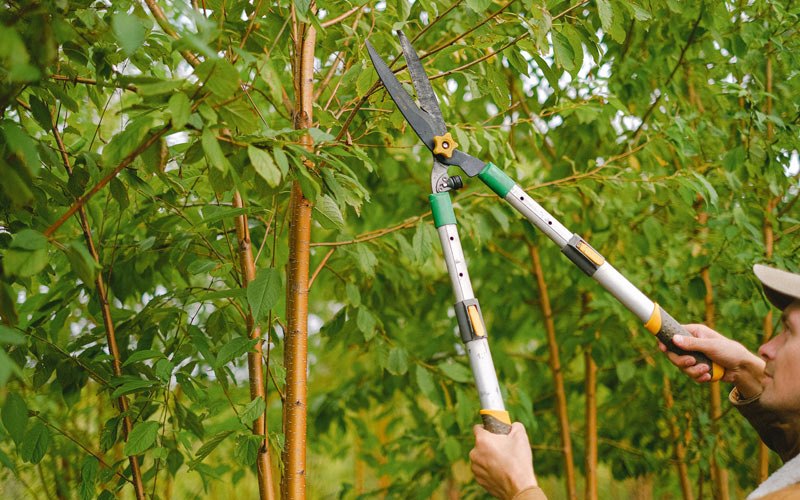 Tree trimming in Yampa, CO